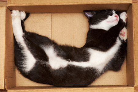 How/Where To Find A Good Pet Mover