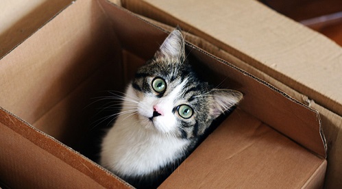 Signs Of Pet Moving Scams To Watch Out For