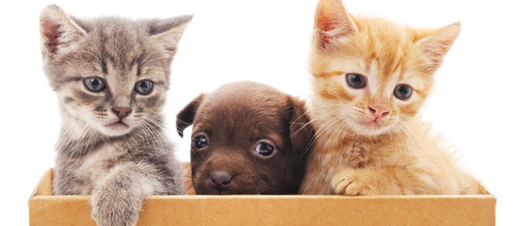 Questions To Ask Your Pet Mover Before Hiring Them