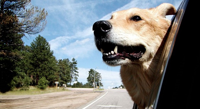 What A Long Distance Moving Process Means For Your Pets