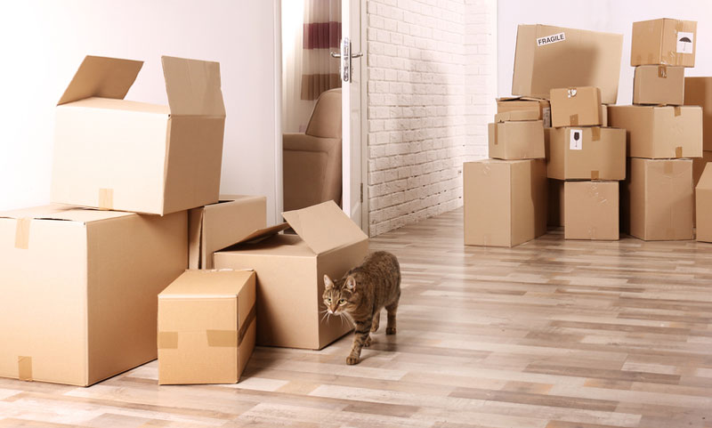 Cheap Movers In Trinidad