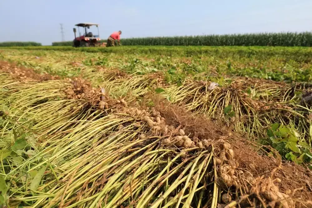 crops on the field and a farmer working
