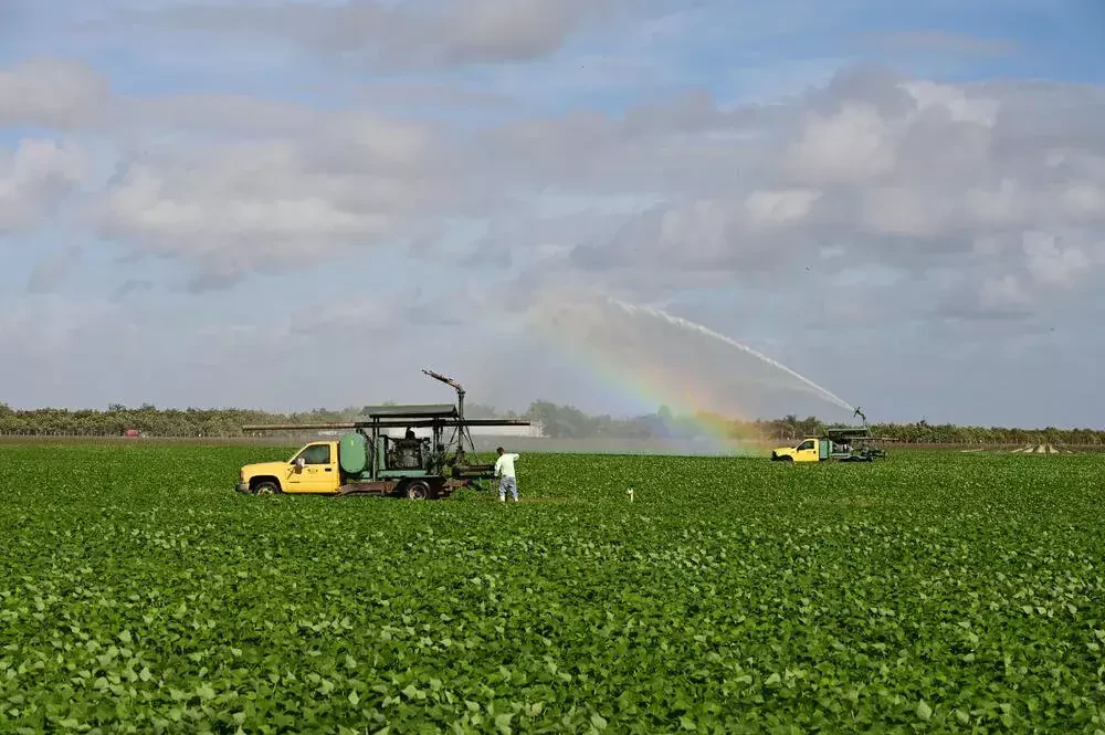 applying fertilizer on the field