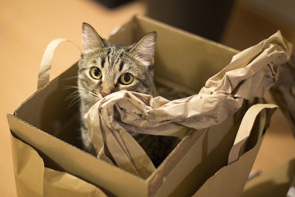 Best pet moving service