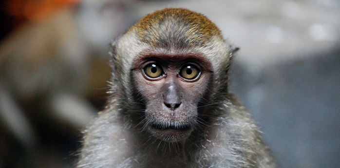 German Automakers Under Fire for Testing Emissions on Monkeys