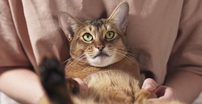 Pet Moving: What To Expect When Moving With A Cat