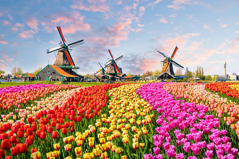 Moving from the UK to the Netherlands