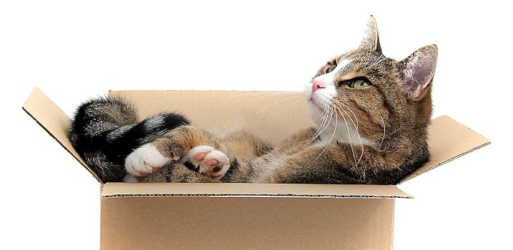 How To Safely Move Your Pets