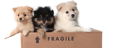 Same Day Movers In Madison, Alabama