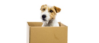 Same Day Movers In Alameda, California