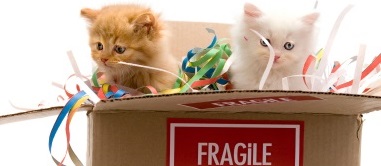 Same Day Movers In Waterbury, Connecticut