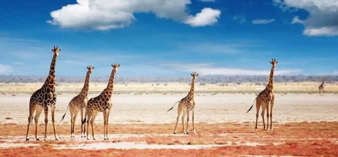 Shipping a Vehicle to Namibia Is Safest through Container Transport