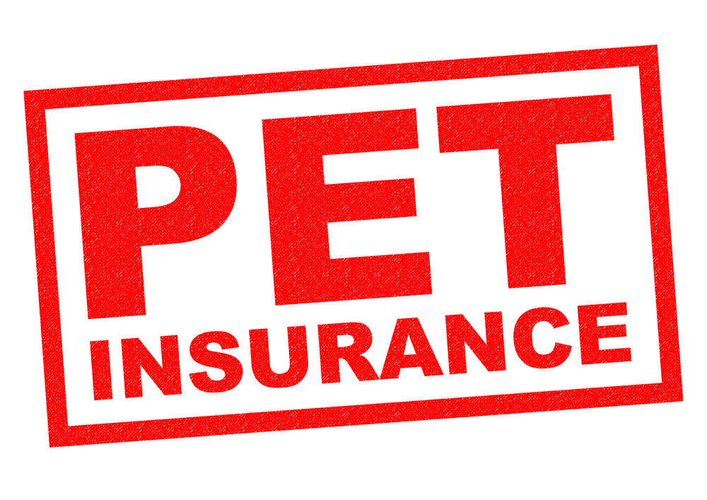 Best pet safety assurance