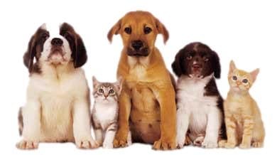 Helping Your Pet Adjust To A New Home