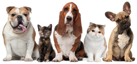 Should You Insure Your Pets?