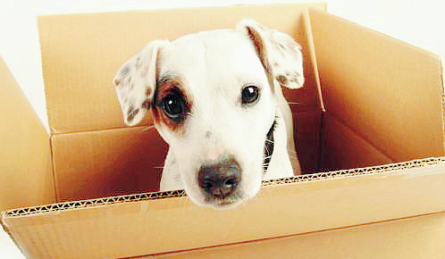 How To Prepare Your Car For Pet Moving
