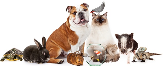 How Early Should You Prepare Your Pet For A Move?