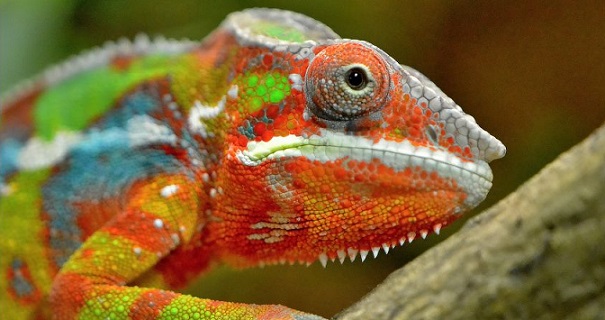 Pet Moving: What To Expect When Moving With A Reptile