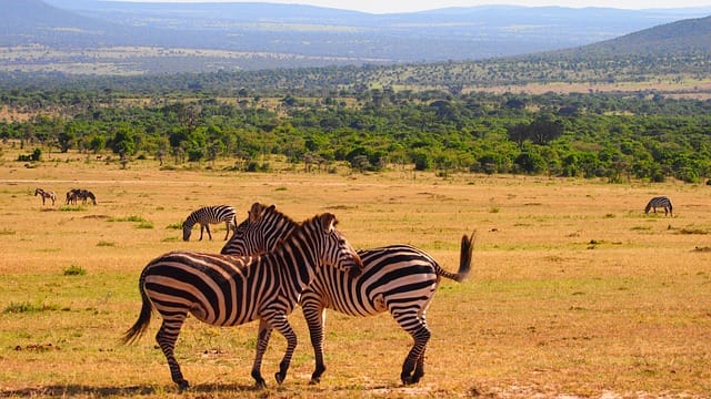 Is It Easy to Ship My Car to Kenya?