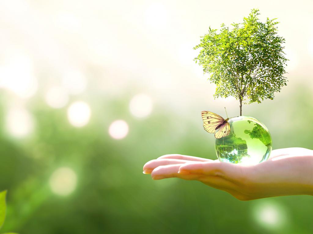 Our Green Initiatives