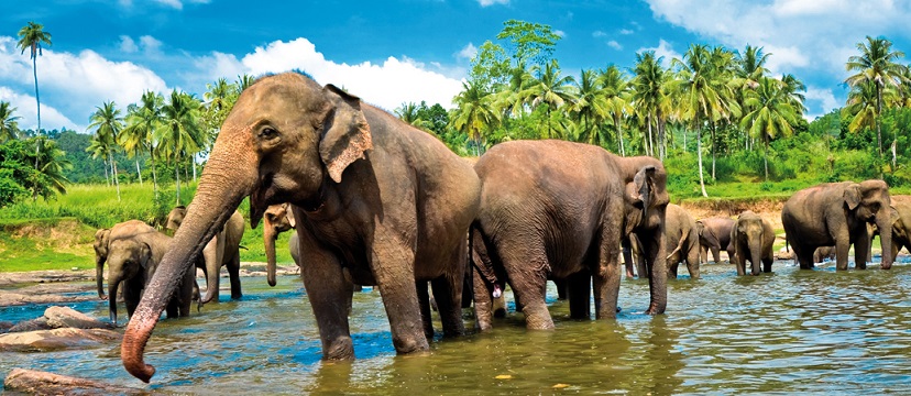 Get the Most Security While Shipping a Car to Sri Lanka