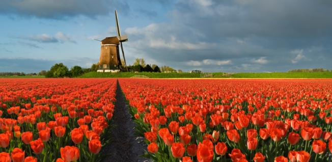 Ship Car To The Netherlands