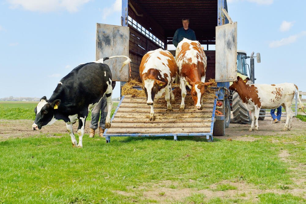 Transporting Livestock Regulations Ontario at Julia Estrada blog