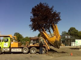 Specialty Movers To Consider Using